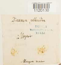 Dichodontium pellucidum image