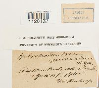 Dichodontium pellucidum image