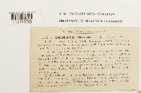 Dichodontium pellucidum image