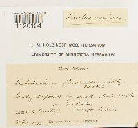 Dichodontium pellucidum image