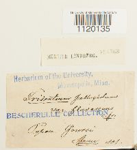 Dichodontium pellucidum image