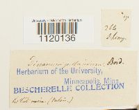 Dichodontium pellucidum image