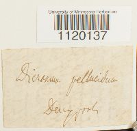 Dichodontium pellucidum image