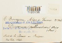 Dichodontium pellucidum image