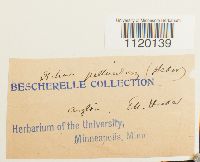 Dichodontium pellucidum image