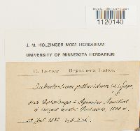 Dichodontium pellucidum image