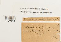 Dichodontium pellucidum image