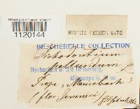 Dichodontium pellucidum image