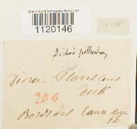 Dichodontium pellucidum image