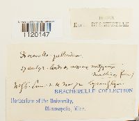 Dichodontium pellucidum image