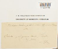 Dichodontium pellucidum image