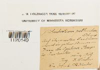 Dichodontium pellucidum image