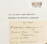 Dichodontium pellucidum image