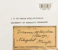 Dichodontium pellucidum image