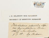 Dichodontium pellucidum image