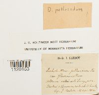 Dichodontium pellucidum image