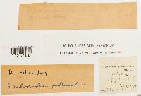 Dichodontium pellucidum image