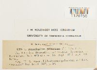 Dichodontium pellucidum image