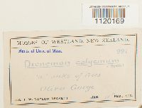 Dicnemon calycinum image