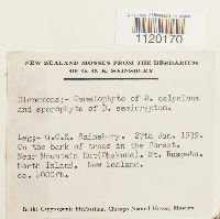 Dicnemon calycinum image