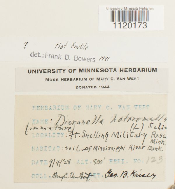 Dicranella heteromalla image