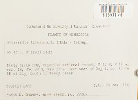 Dicranella heteromalla image