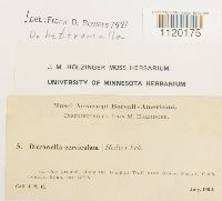 Dicranella heteromalla image