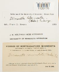 Dicranella heteromalla image