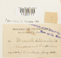 Dicranella heteromalla image