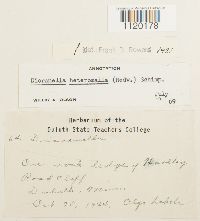 Dicranella heteromalla image