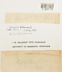 Dicranella heteromalla image