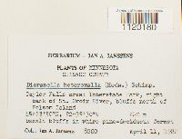 Dicranella heteromalla image