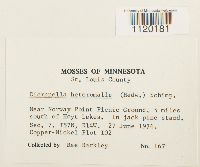 Dicranella heteromalla image