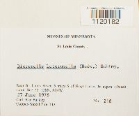 Dicranella heteromalla image