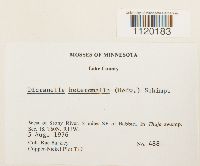 Dicranella heteromalla image