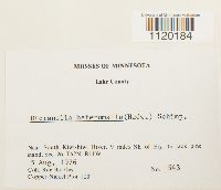 Dicranella heteromalla image