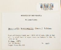 Dicranella heteromalla image