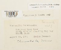 Dicranella heteromalla image