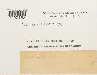 Dicranella heteromalla image