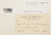 Dicranella heteromalla image