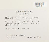 Dicranella heteromalla image