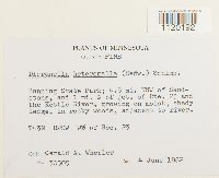 Dicranella heteromalla image