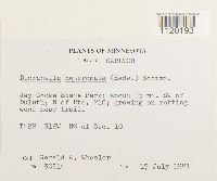 Dicranella heteromalla image