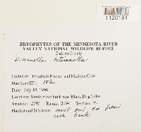 Dicranella heteromalla image