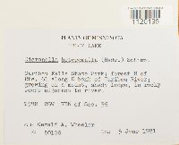 Dicranella heteromalla image