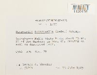 Dicranella heteromalla image