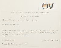 Dicranella heteromalla image