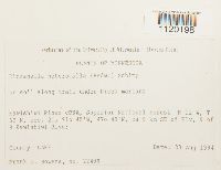 Dicranella heteromalla image