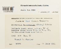 Dicranella heteromalla image