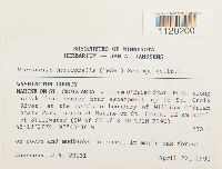 Dicranella heteromalla image